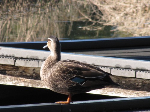 Pacific Black Duck, Laratinga Wetlands, Mt Barker