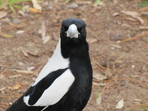 Australian Magpie (male)