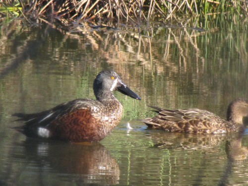 Southern Shoveller (male left and female right)