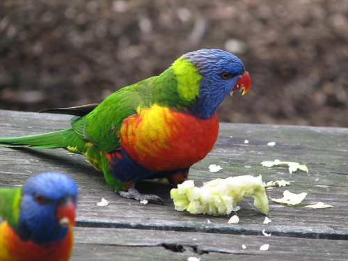 The Rainbow Lorikeet was the most reported bird in the 2014 count