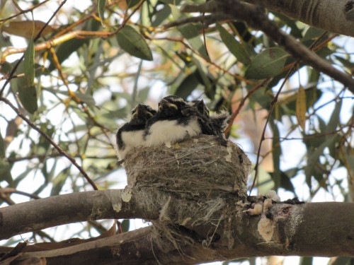 Baby Willie Wagtails in a nest