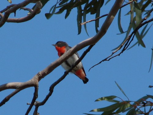 Male Mistletoebird