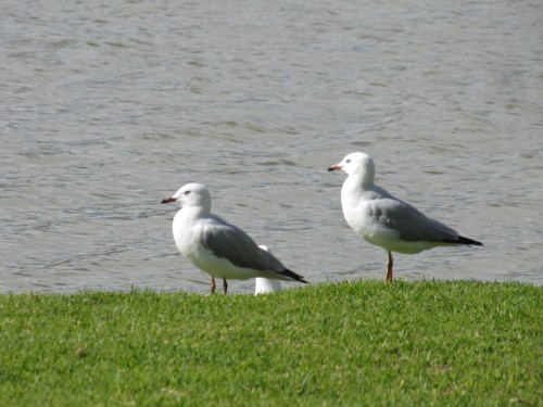 Silver Gulls