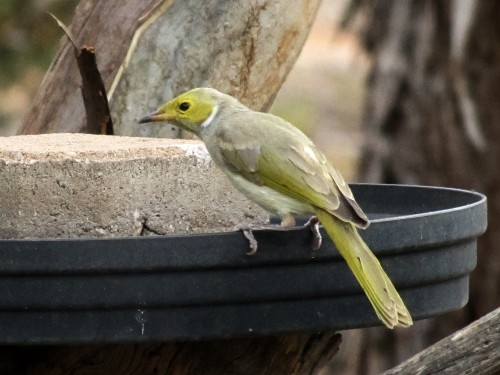 White -plumed Honeyeater at our bird bath