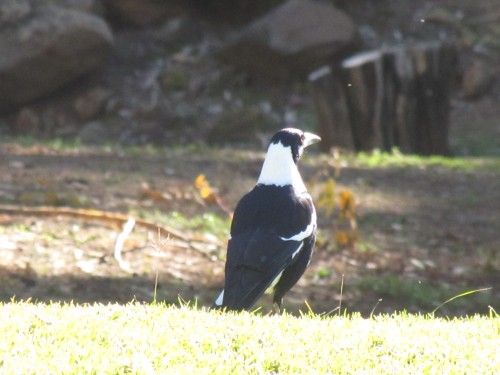 Black-backed Magpie
