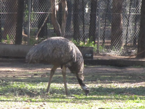 Emu at Western Plains Zoo, Dubbo