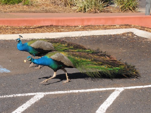 Indian Peafowl at the Western Plains Zoo, Dubbo