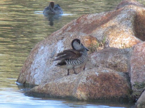 Pink-eared Duck, Western Plains Zoo, Dubbo