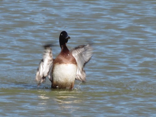 Hardhead or White-eyed Duck, Dubbo NSW