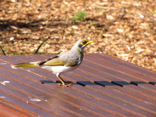 Yellow-throated Miner, Western Plains Zoo, Dubbo