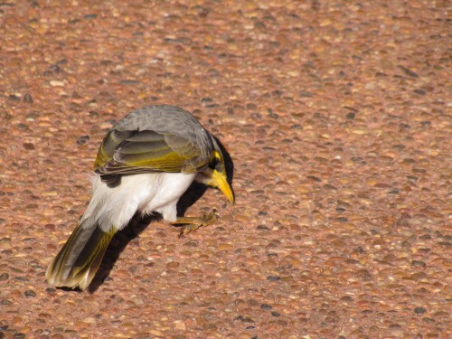 Yellow-throated Miner, Western Plains Zoo, Dubbo