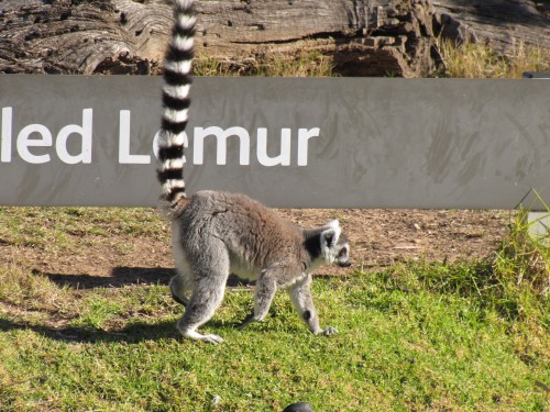 Ring-tailed Lemur, Western Plains Zoo, Dubbo