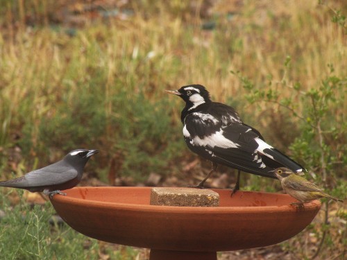 White-browed Woodswallow (L), Magpie Lark (centre), Brown-headed Honeyeater (R)
