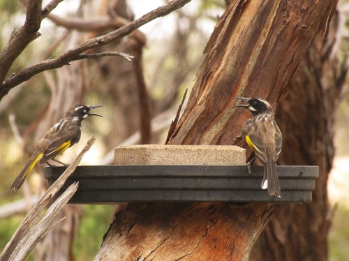 New Holland Honeyeaters at our bird bath