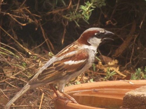Male House Sparrow at our bird bath