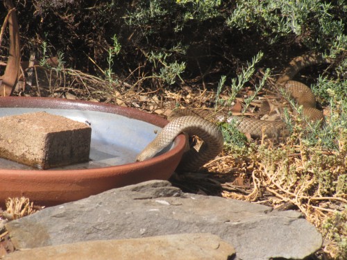 Eastern Brown Snake at our bird bath