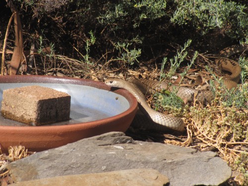 Brown Snake at our bird bath