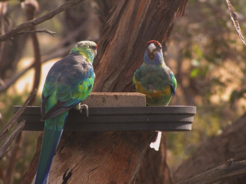Mallee Ringneck parrot at our bird bath