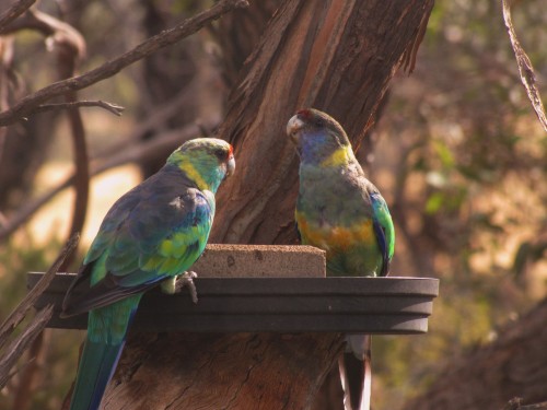 Mallee Ringneck parrots at our bird bath