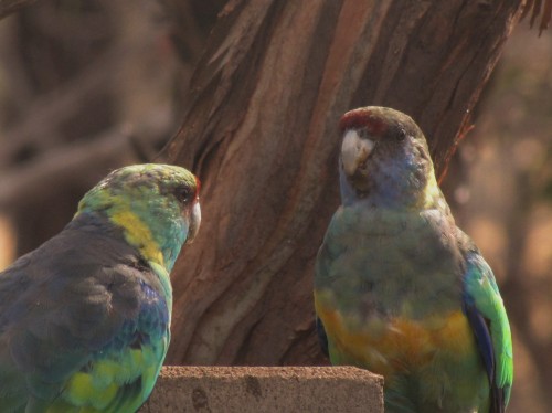 Mallee Ringneck parrots at our bird bath