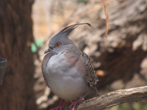 "Topsy" the Crested Pigeon