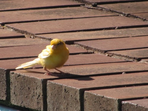 Canary in our garden