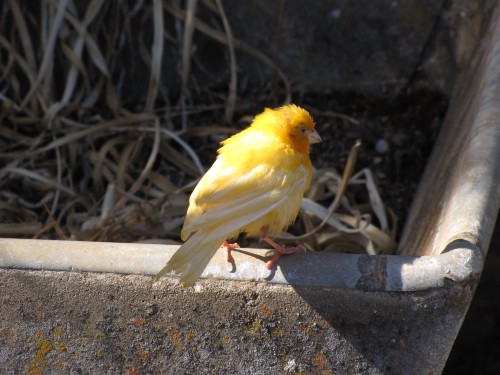 Canary in our garden