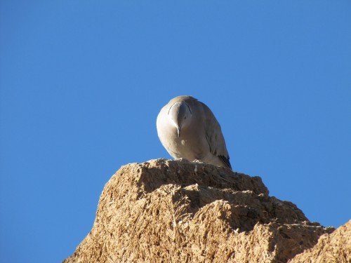 Eurasian Collared Dove at Merzouga, Morocco