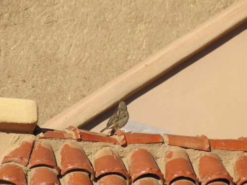 House Sparrow at Merzouga, Morocco