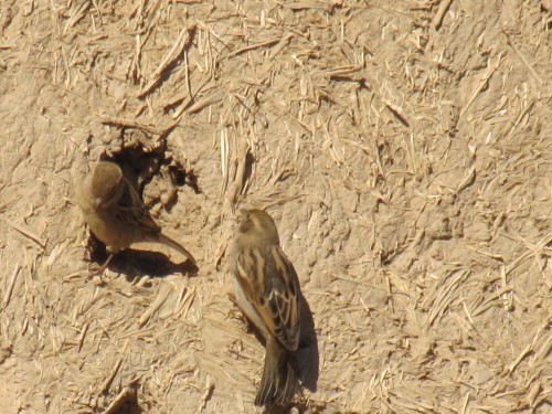 House Sparrow at Merzouga, Morocco