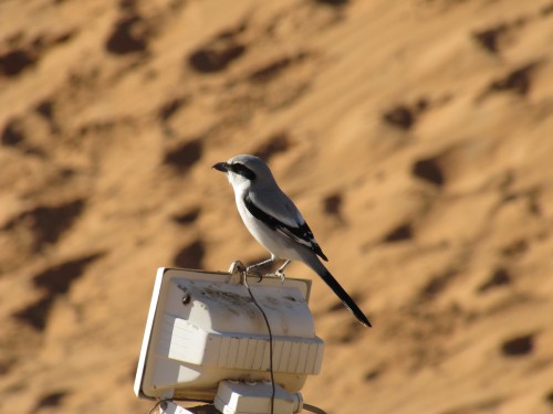 Southern Grey Shrike Morocco
