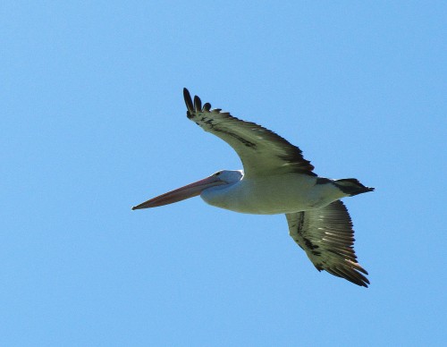 Pelican over Lake Alexandrina, South Australia