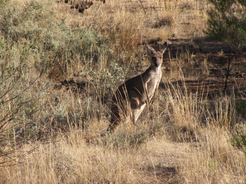 Western Grey Kangaroo (?) near Peterborough