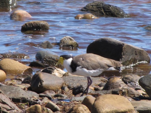 Masked Lapwing - well camouflaged
