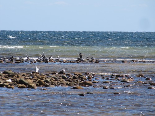 Cormorants, terns and gulls