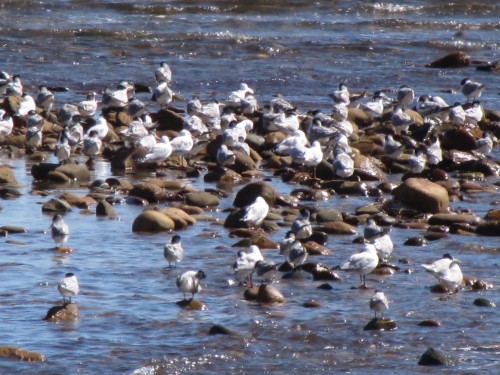 Silver Gulls and Crested Terns