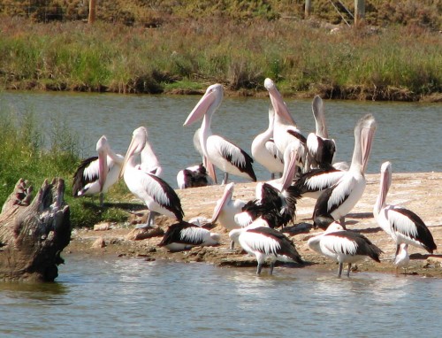 Australian Pelicans, Murray Bridge