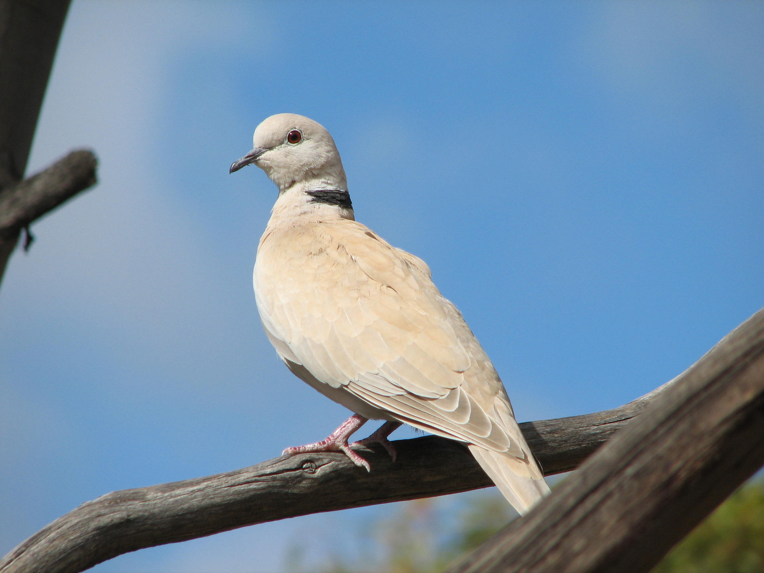 turtle dove stuffed animal