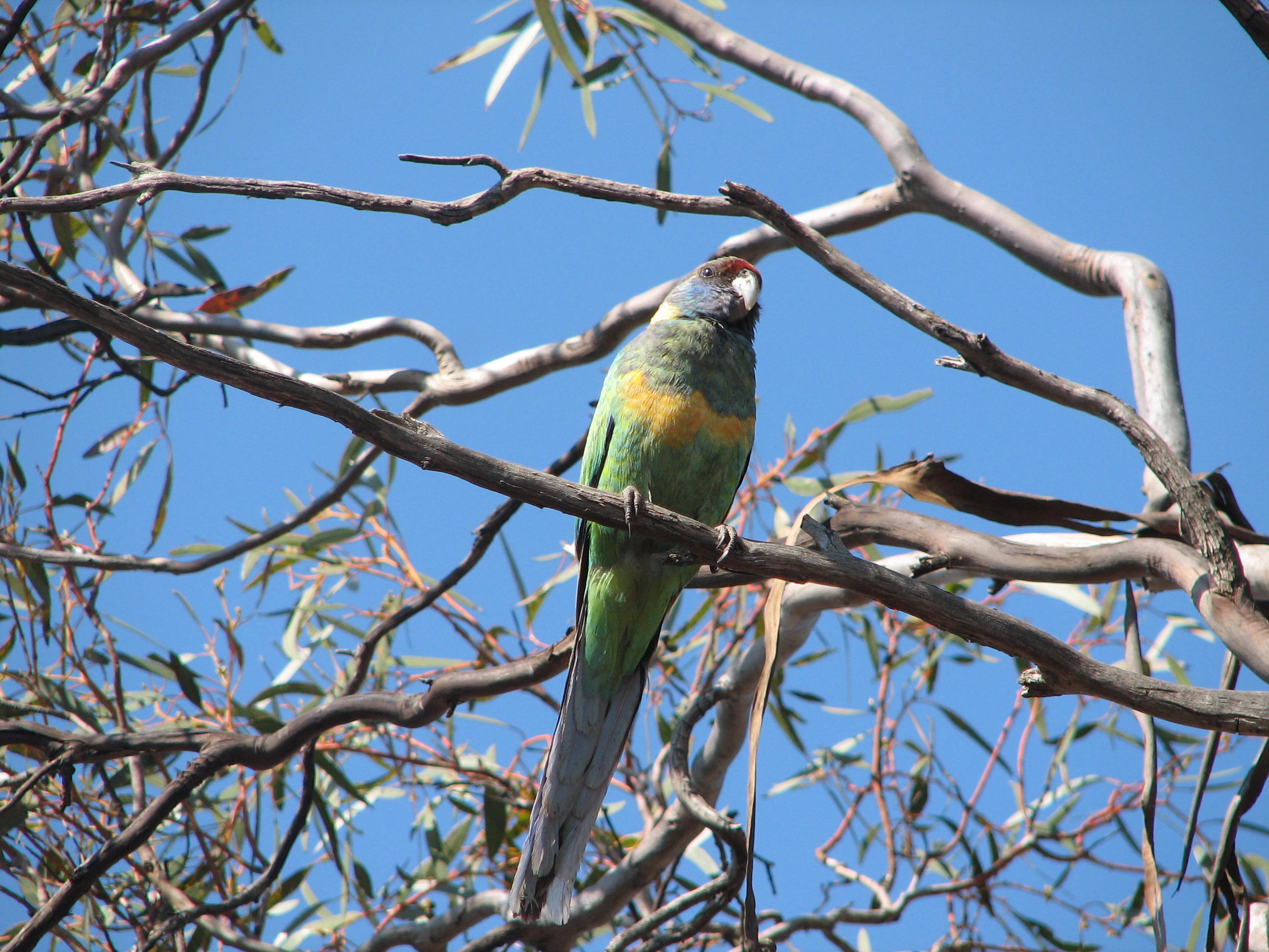 Mallee Ringneck parrot - Trevor's Birding