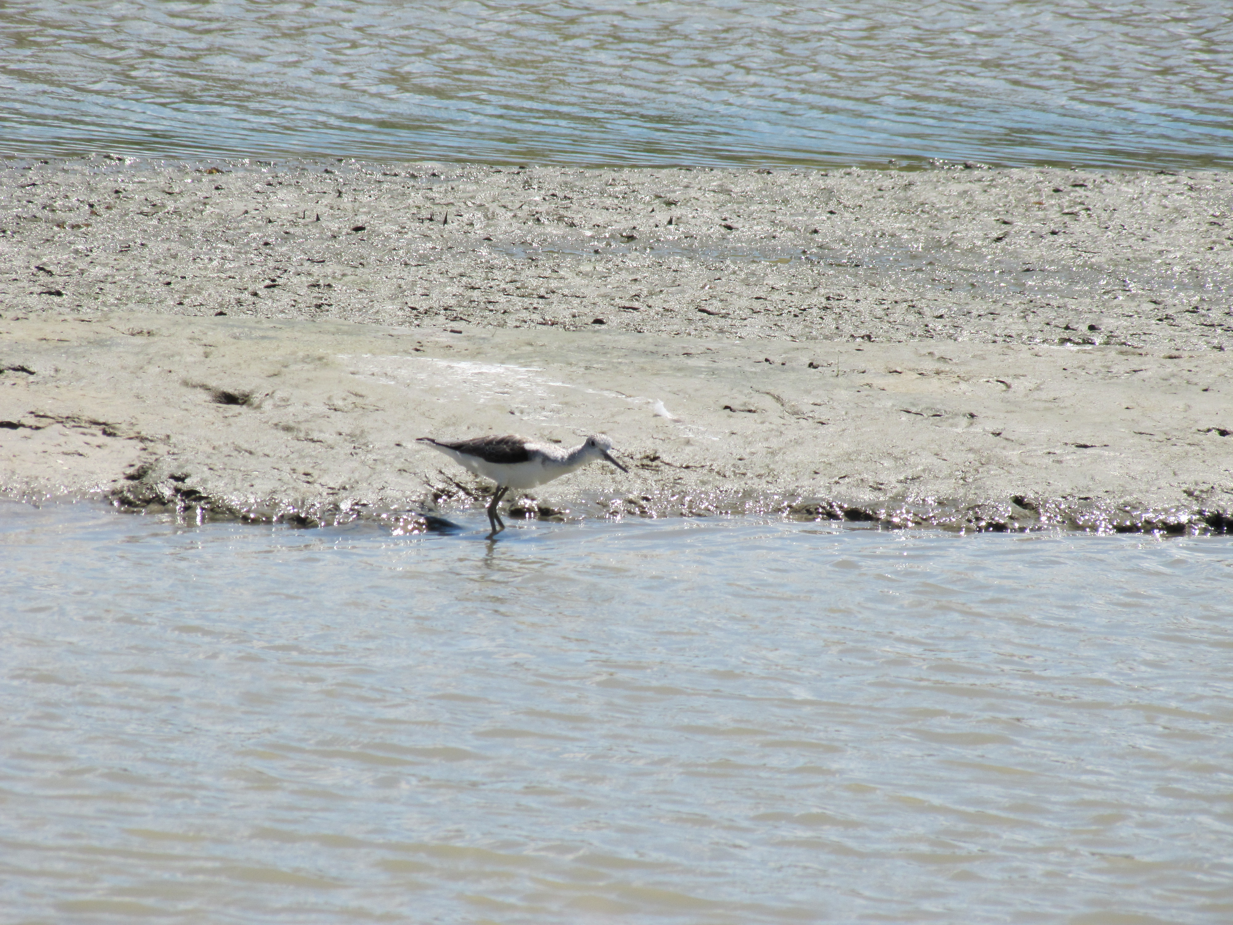 Marsh Sandpiper, Goolwa, South Australia - Trevor's Birding