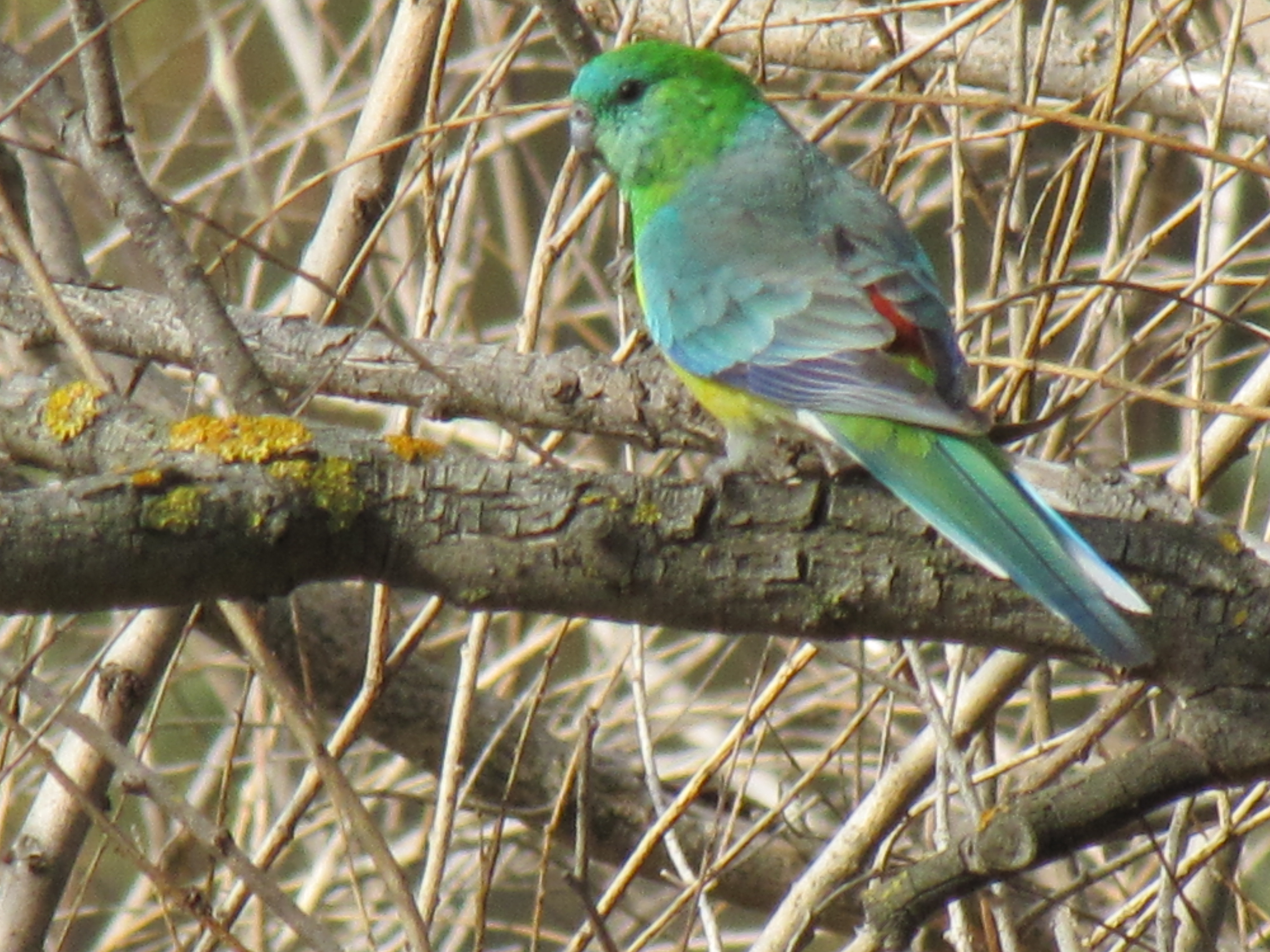 red rumped parrot
