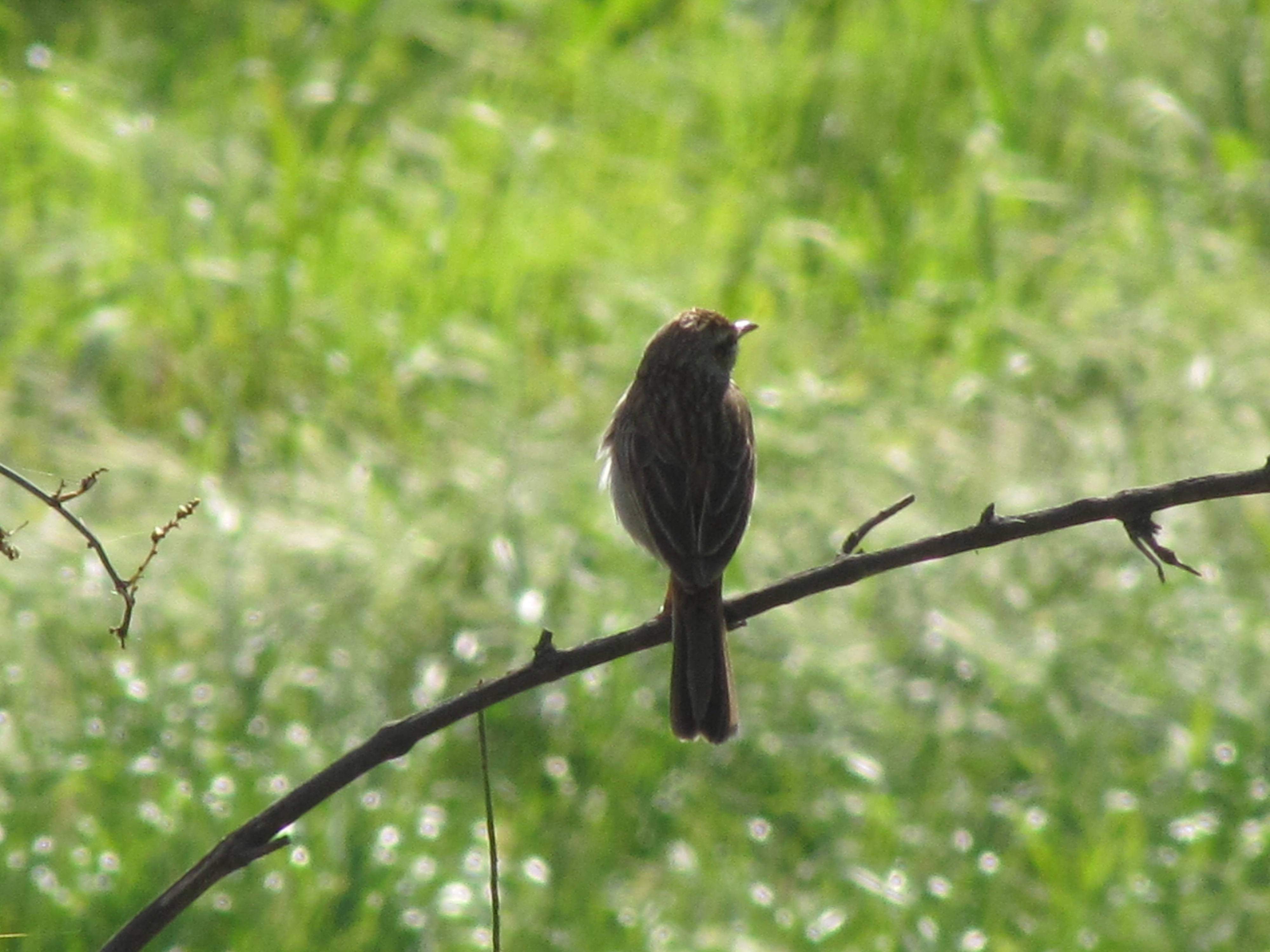 brown songbird