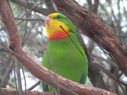 Superb Parrot near Wagga Wagga - Trevor's Birding