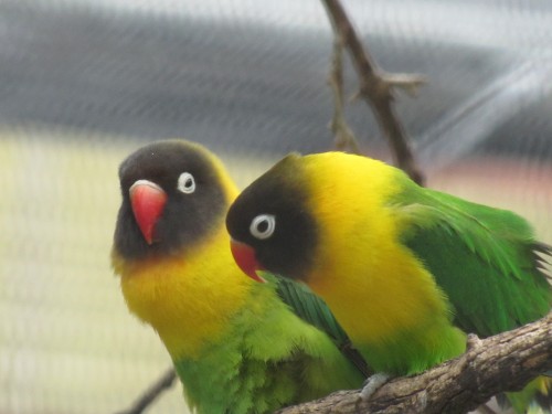 Yellow-collared Lovebird, Adelaide Zoo - Trevor's Birding