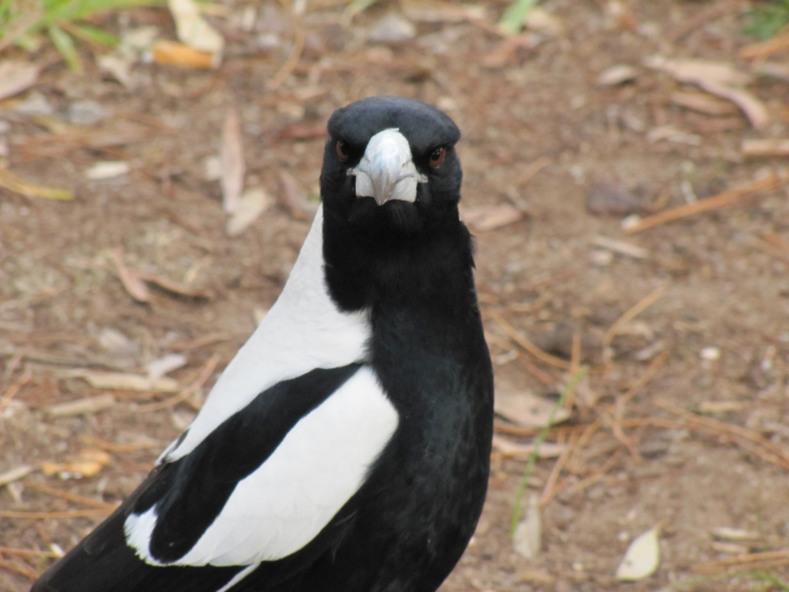 The problem of swooping magpies - Trevor's Birding