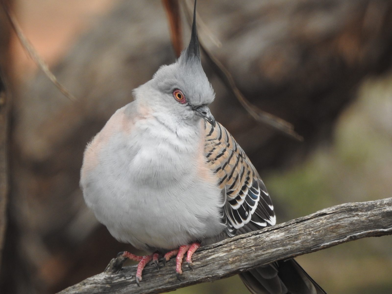 The beautiful Crested Pigeon - Trevor's Birding