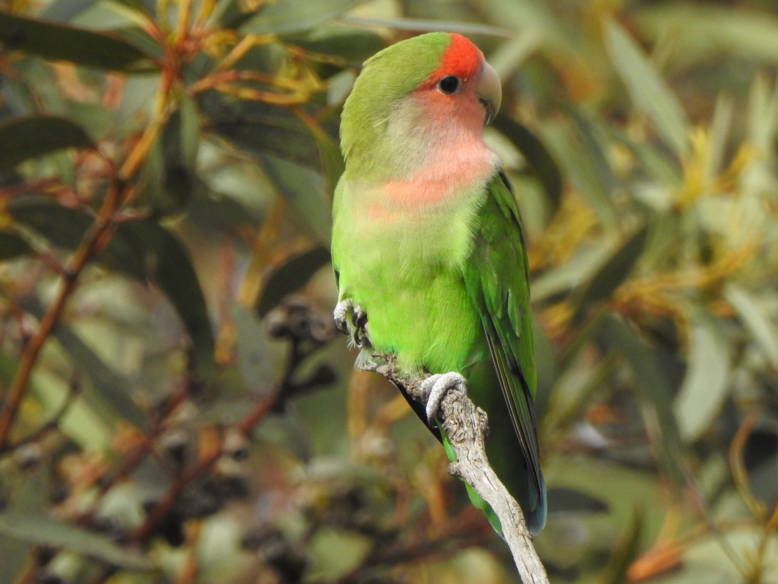 Non-Australian birds Archives - Trevor's Birding - Trevor's Birding